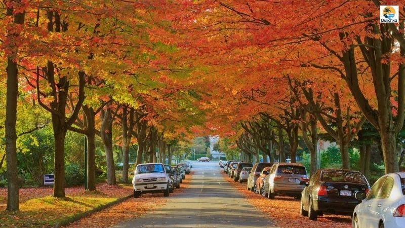 mùa thu ở vancouver